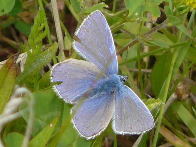 common-blue